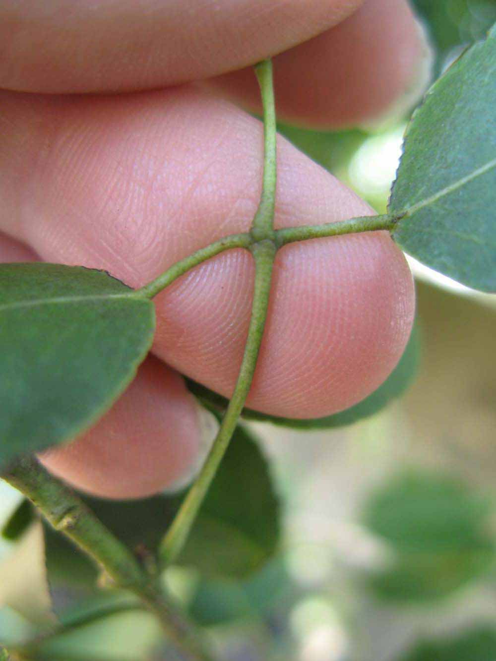              Petiole (Winter Haven, FL)       